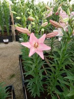 [4102 Sugar Diamond DJ No01.JPG]